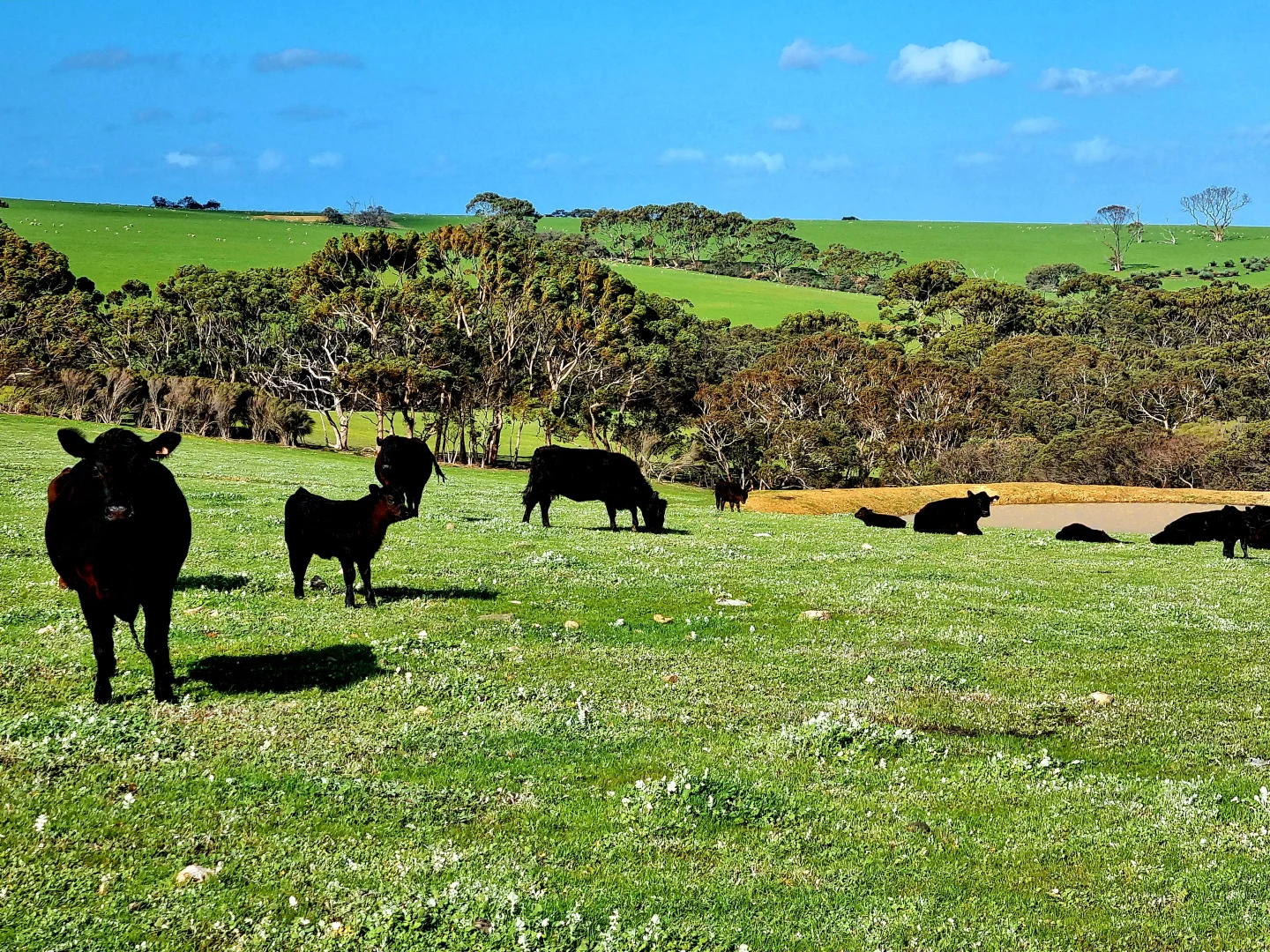 Additional image 4 of 958 Crabbs Road, Newland SA 5223