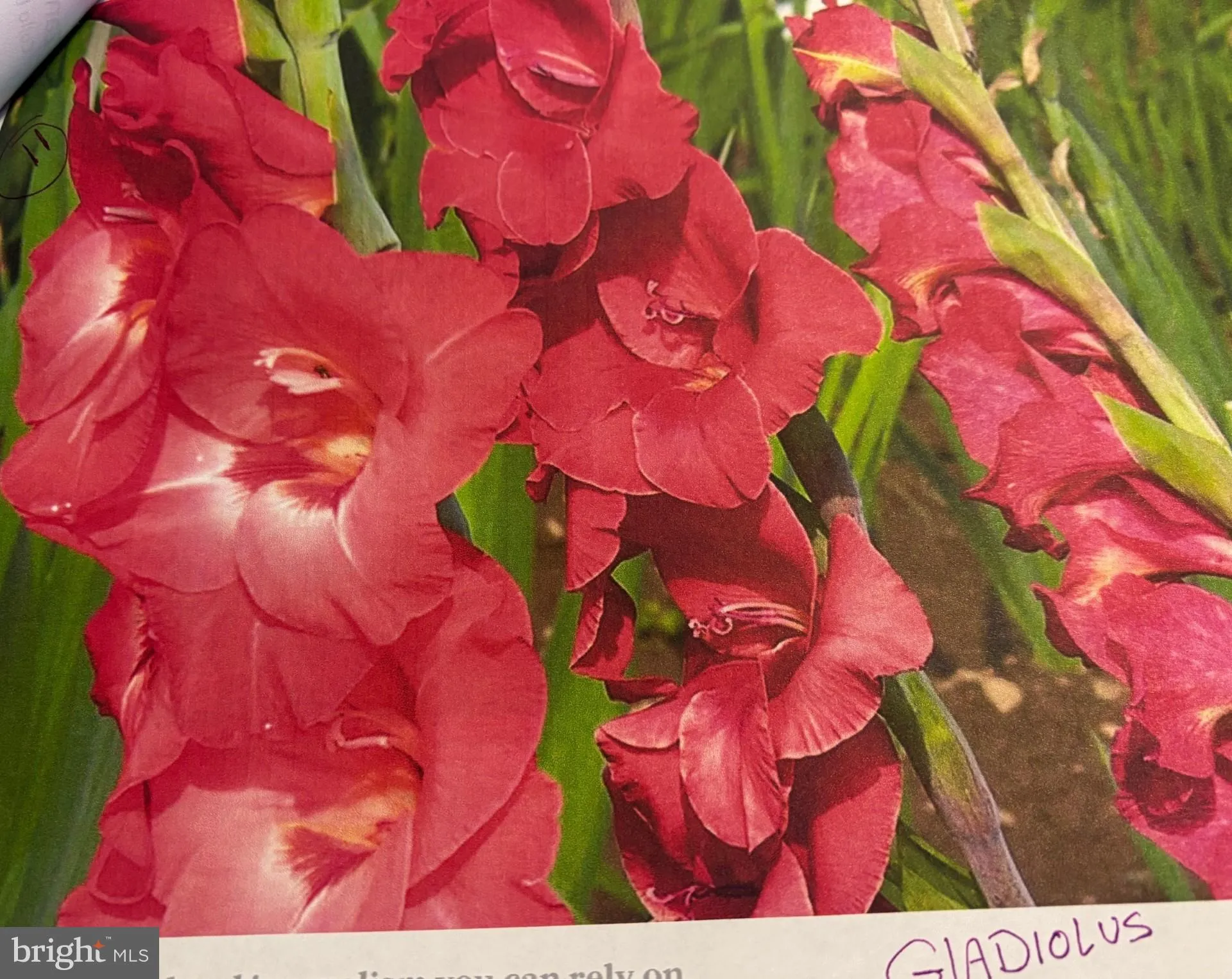 Additional image 131 of 6 Bradley Circle, Middletown, DE 19709