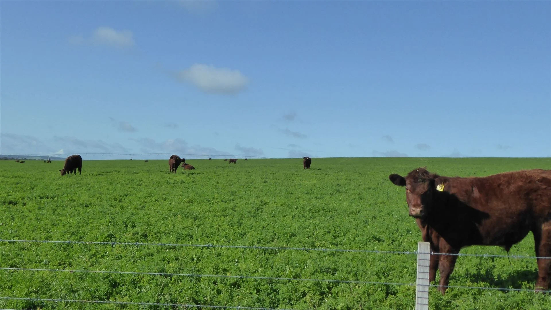 2606 Riddoch Highway, Keith SA 5267