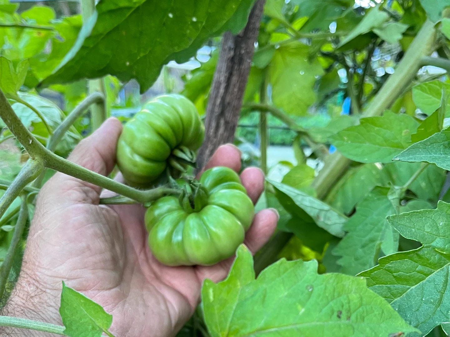 Additional image 18 of 68 Myleema Road, Woodford QLD 4514