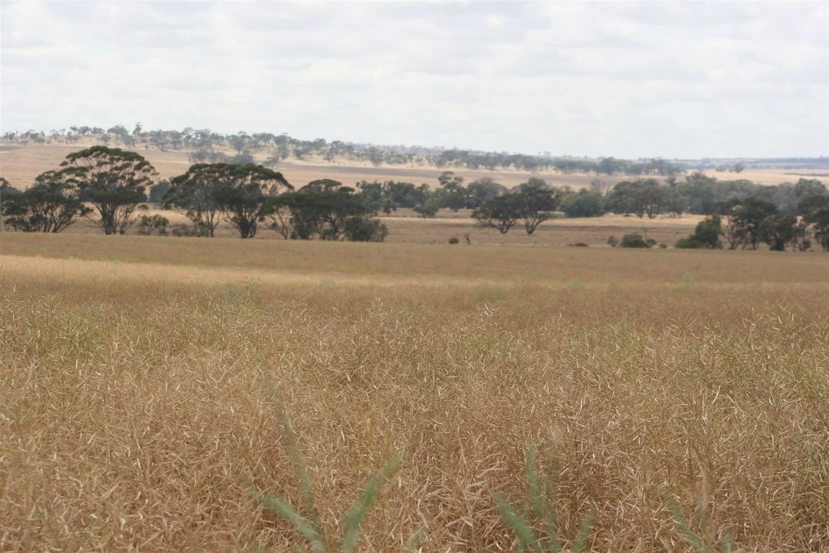 Additional image 6 of . Madews, Jennacubbine WA 6401