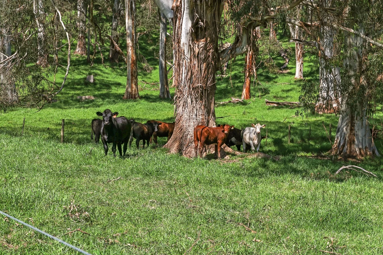 Additional image 6 of 380 Foster - Mt Best Road, Foster VIC 3960