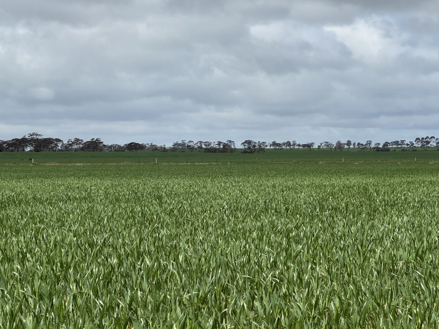 Additional image 11 of 434 Schmidt Road, Willowie SA 5431