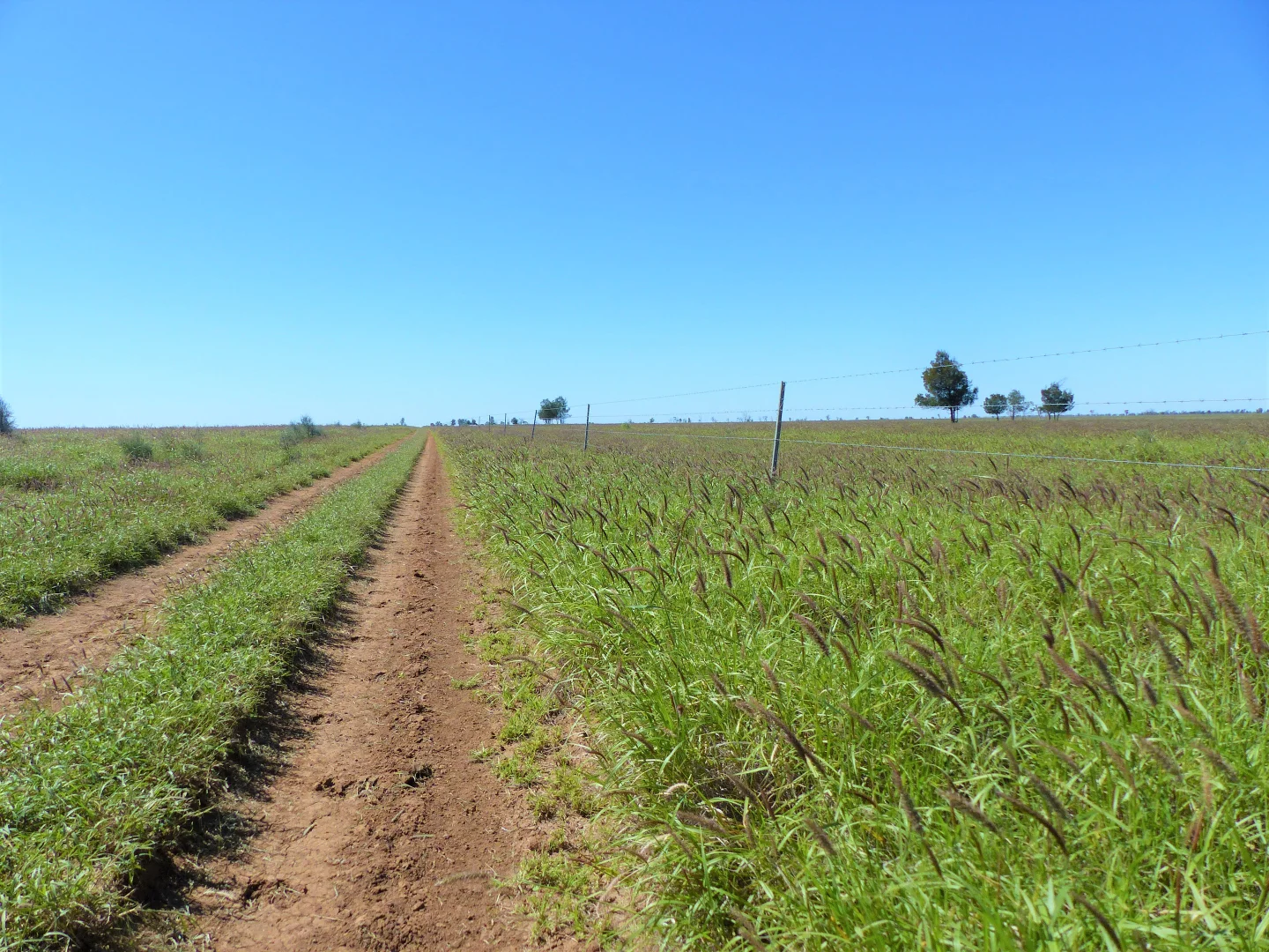 Additional image 22 of "Bonavista" 13724 Mitchell - St George road, Roma QLD 4455