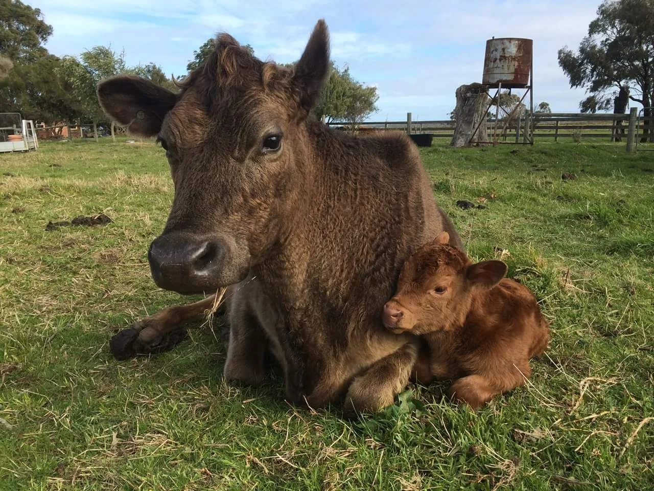 Additional image 32 of 111 CRAIGS LANE, Pearcedale VIC 3912