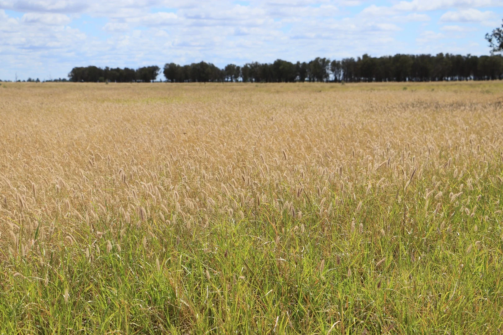 Additional image 3 of 13724 Mitchell - St George Rd, St George QLD 4487
