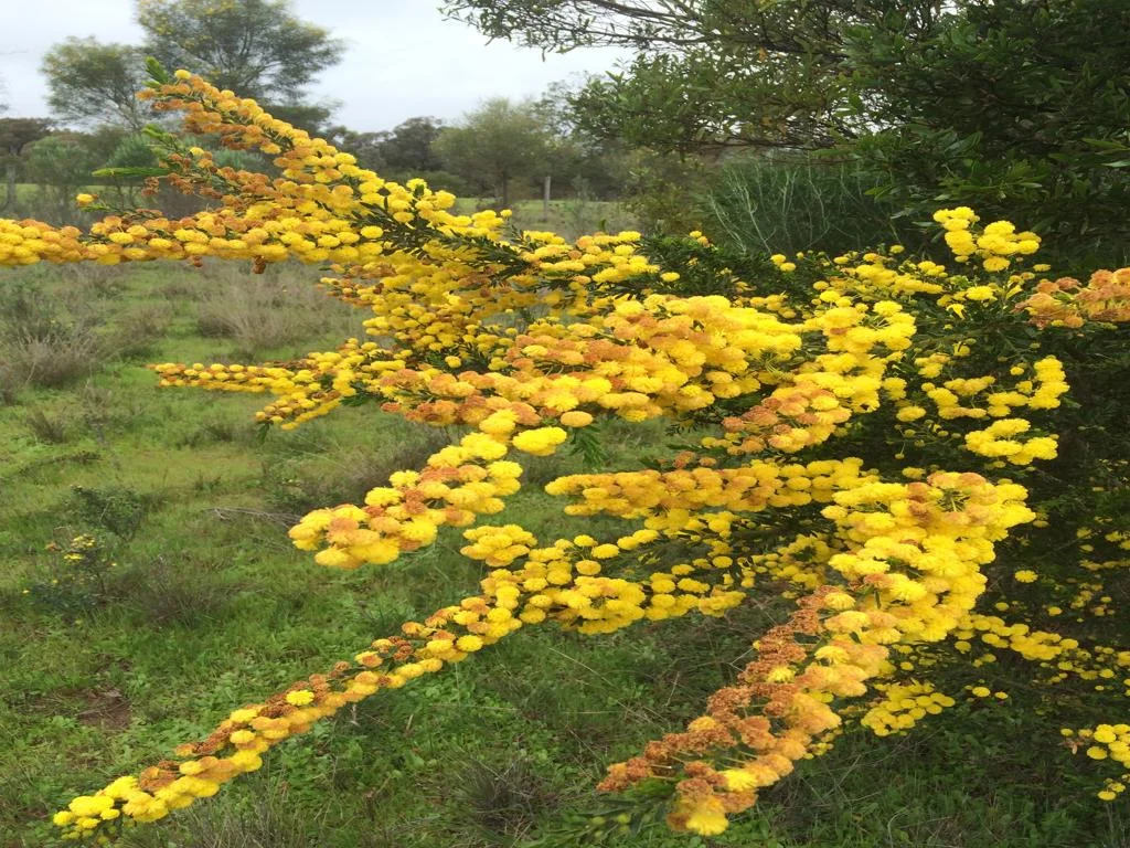 Additional image 46 of 3378 Mid Western Highway, Grenfell NSW 2810