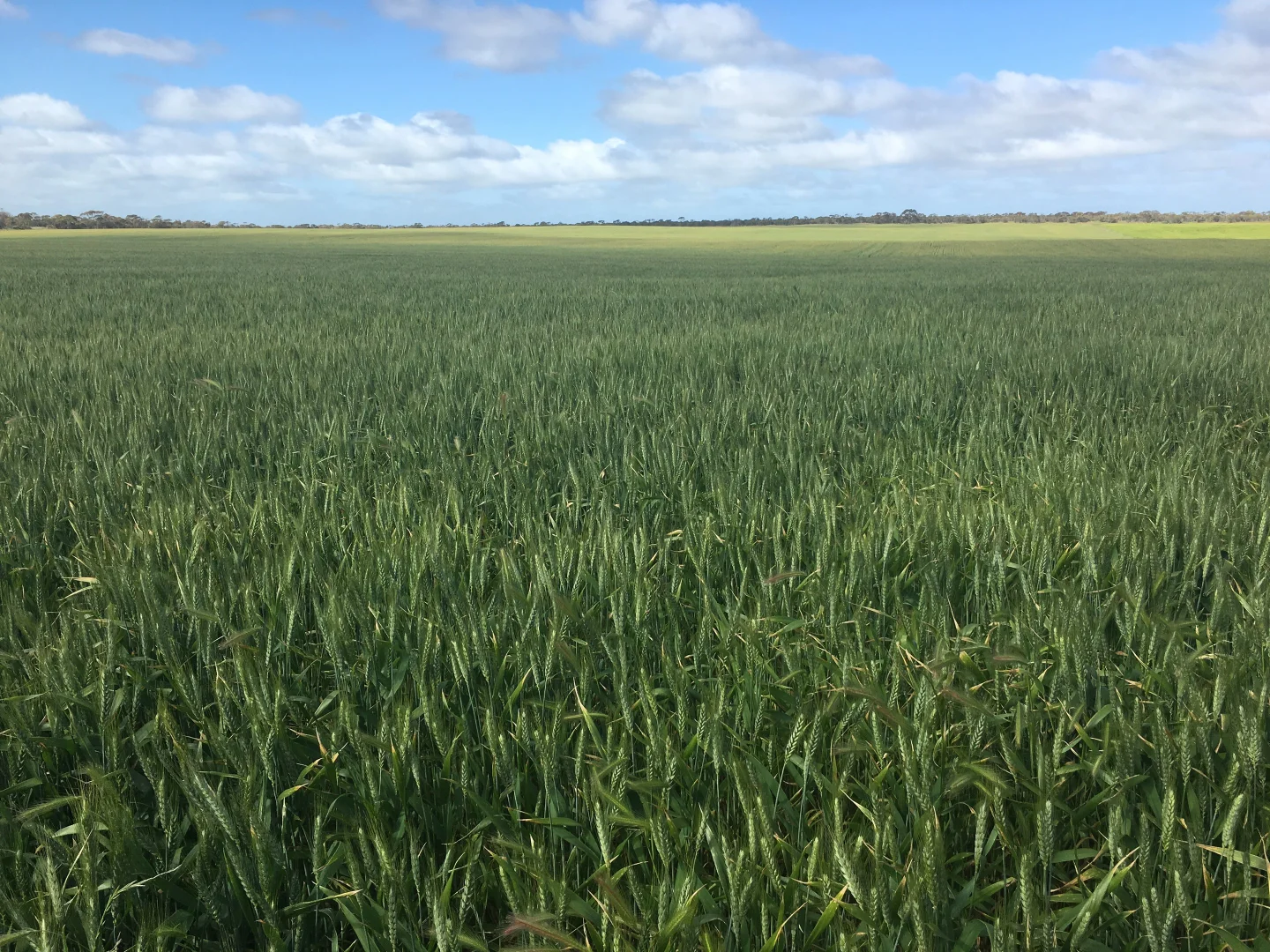 Additional image 2 of 9723 Tod Highway, Lock SA 5633