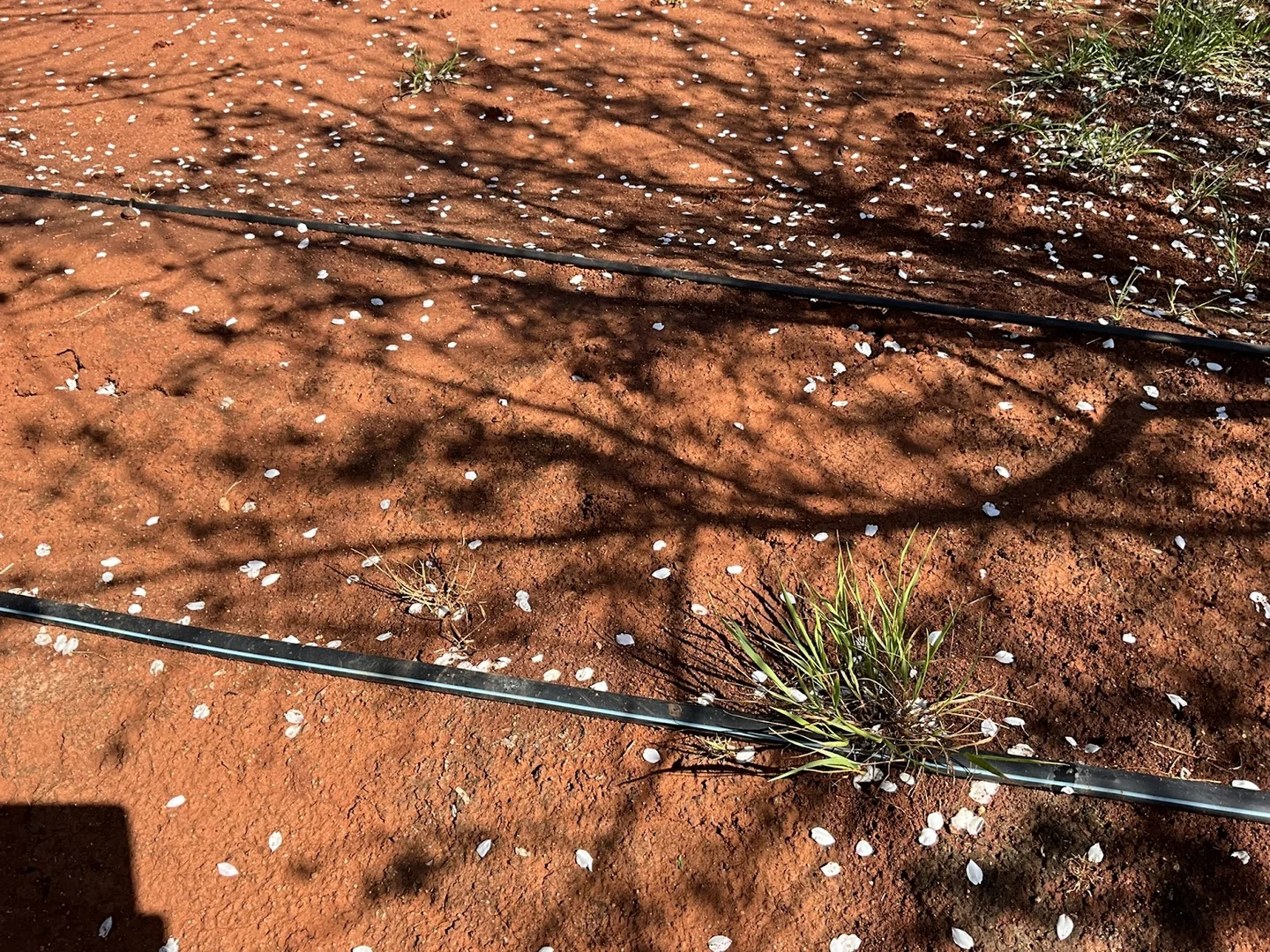 Additional image 17 of 226 & 276 New Farms Road, Nericon NSW 2680