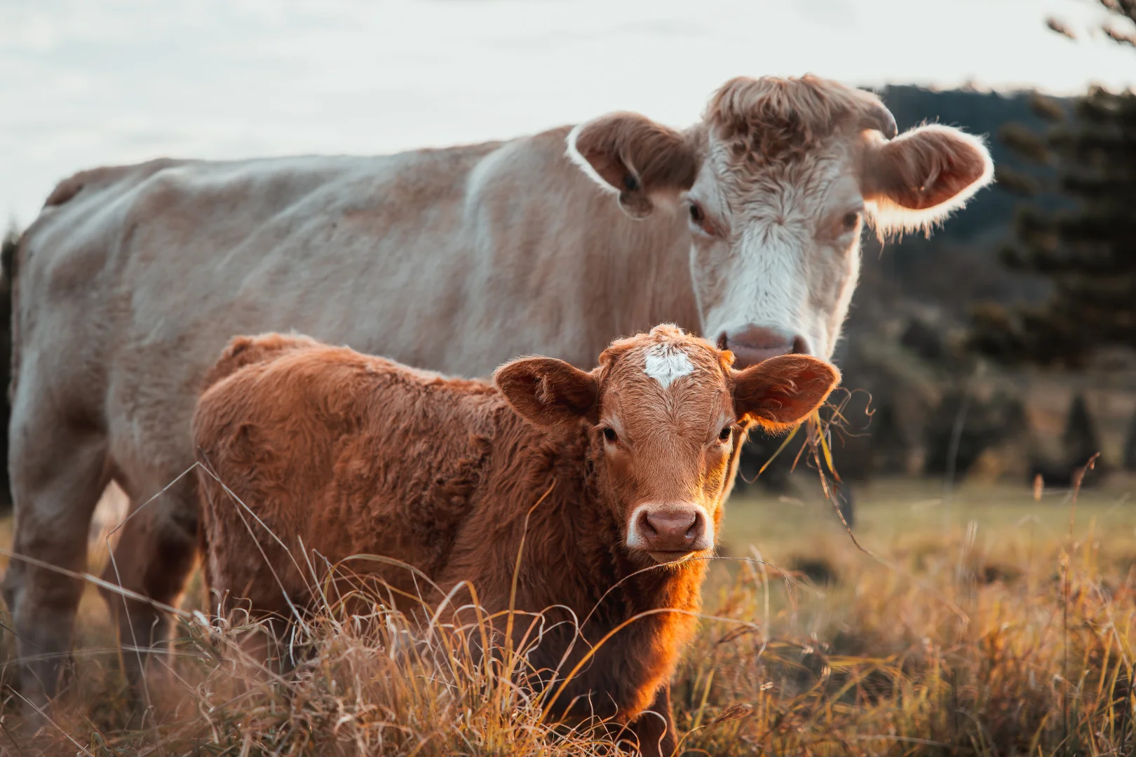 Additional image 23 of 180 Runnymede Road, Kyogle NSW 2474