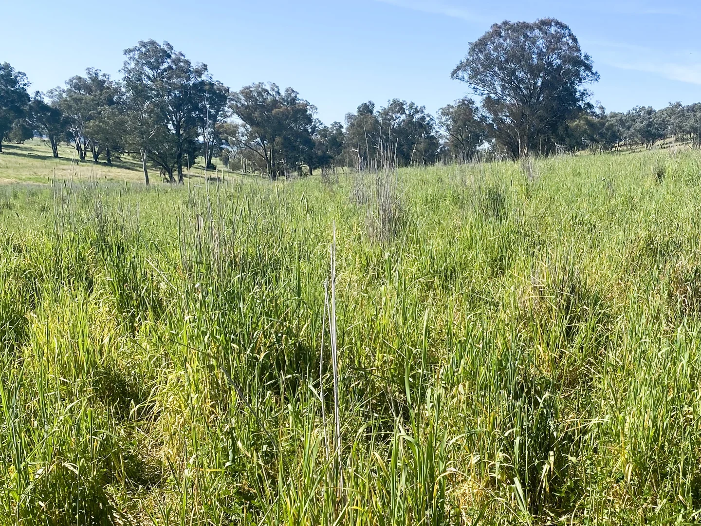 Additional image 16 of 1 Tremains Lane, Toogong NSW 2864