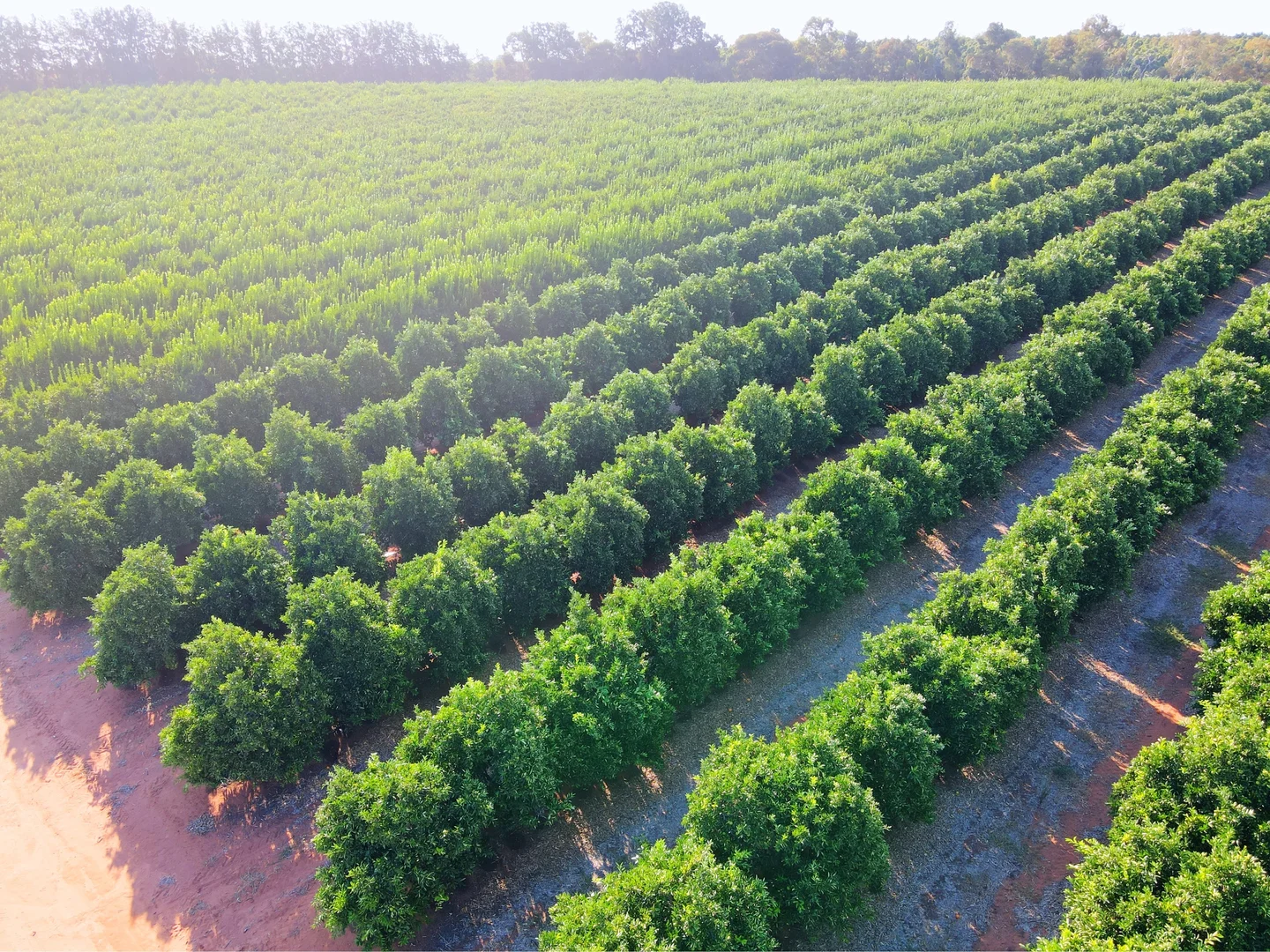 Additional image 7 of Lot 1 & 2 Government Road, Renmark SA 5341