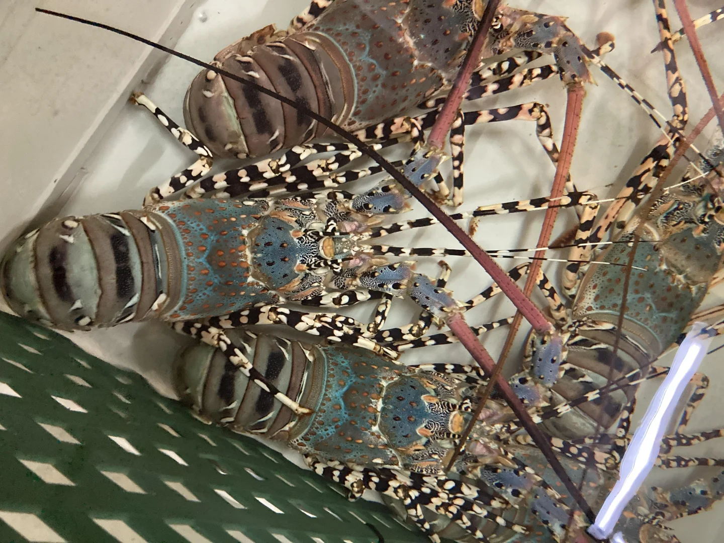 Additional image 45 of 43052 Bruce Highway, Clemant QLD 4816