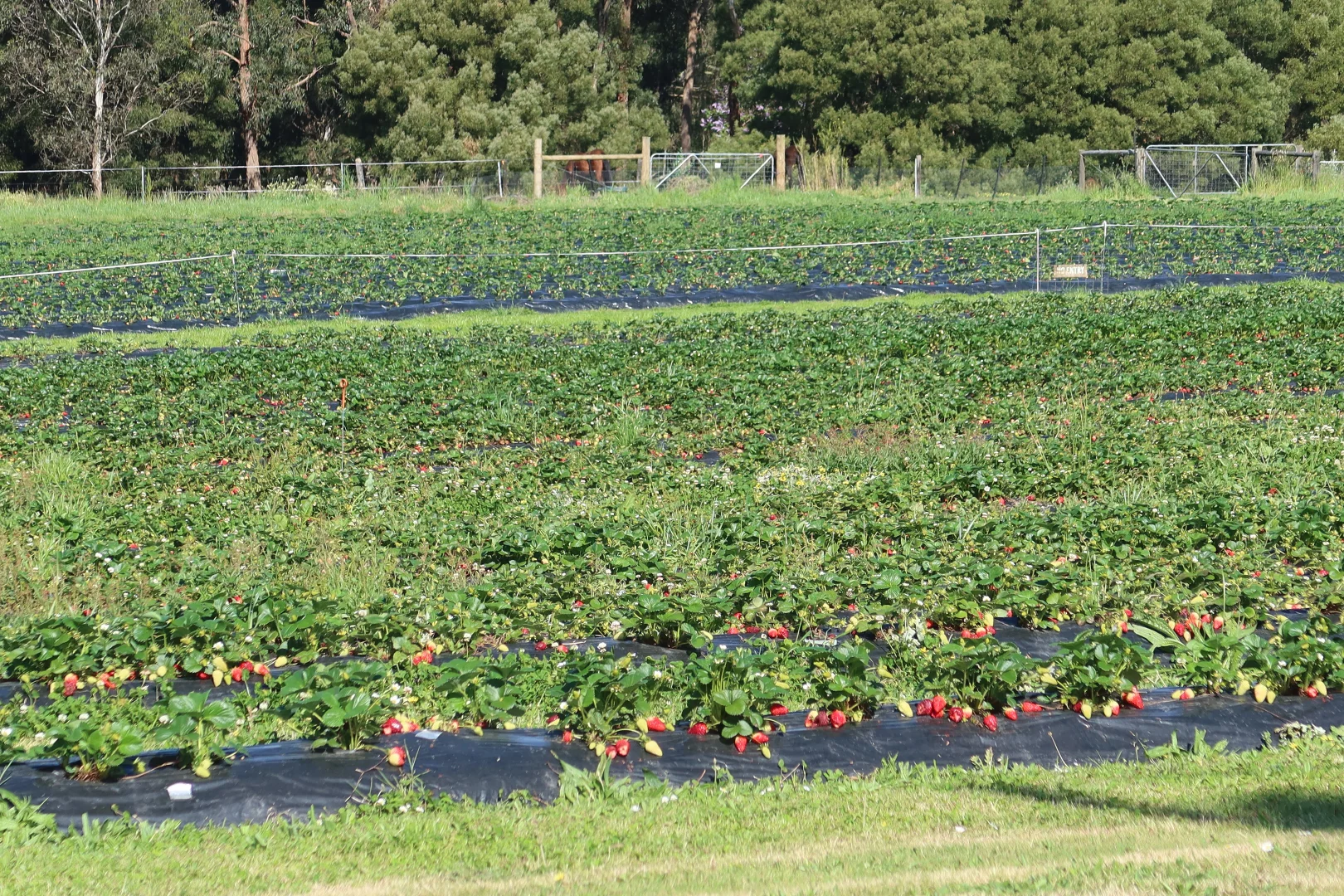 Additional image 15 of 24 Lindquists Road, Timboon VIC 3268