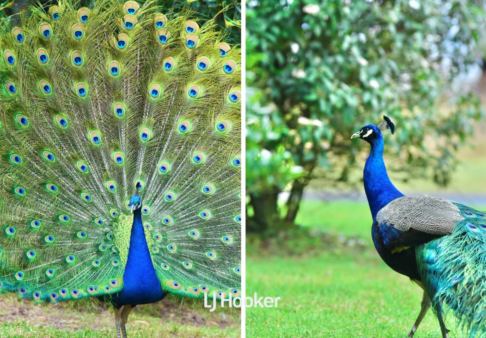 Additional image 5 of 49 Jones Road, Calga NSW 2250