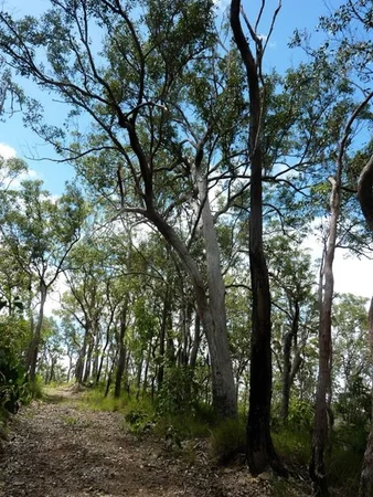 Additional image 8 of Lot 123 Two Chain Road, Koah QLD 4881