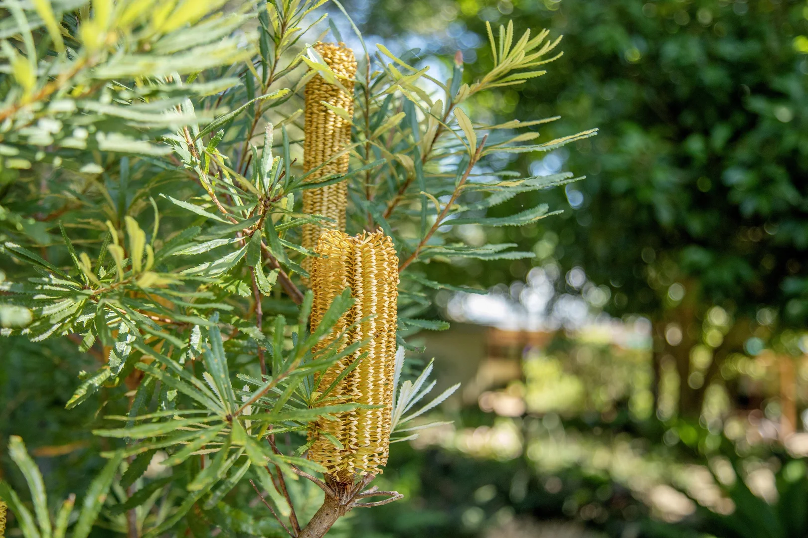 Additional image 23 of 1694 Comboyne Road, Killabakh NSW 2429