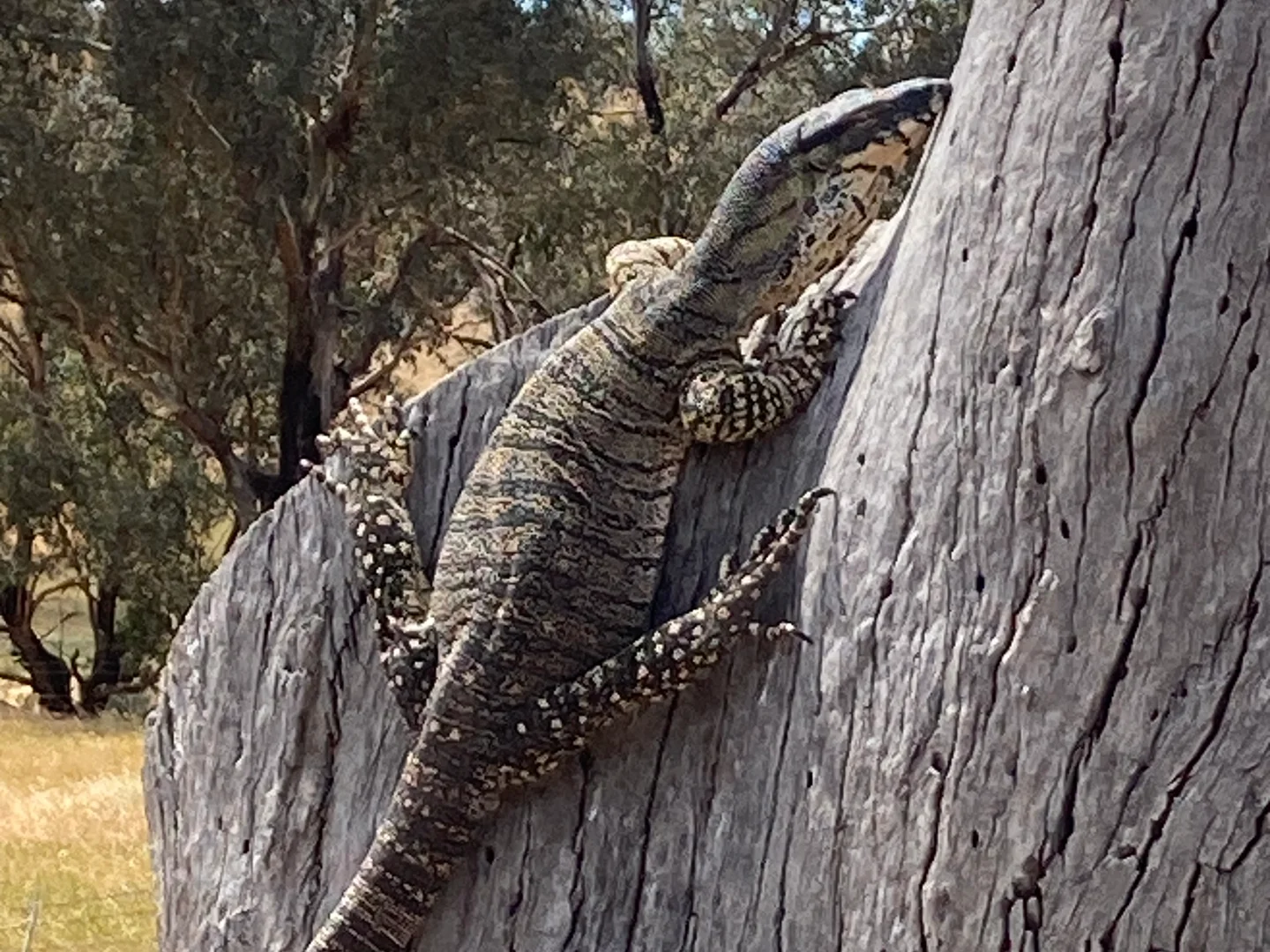 Additional image 5 of 27 Oak Street, Reids Flat NSW 2586