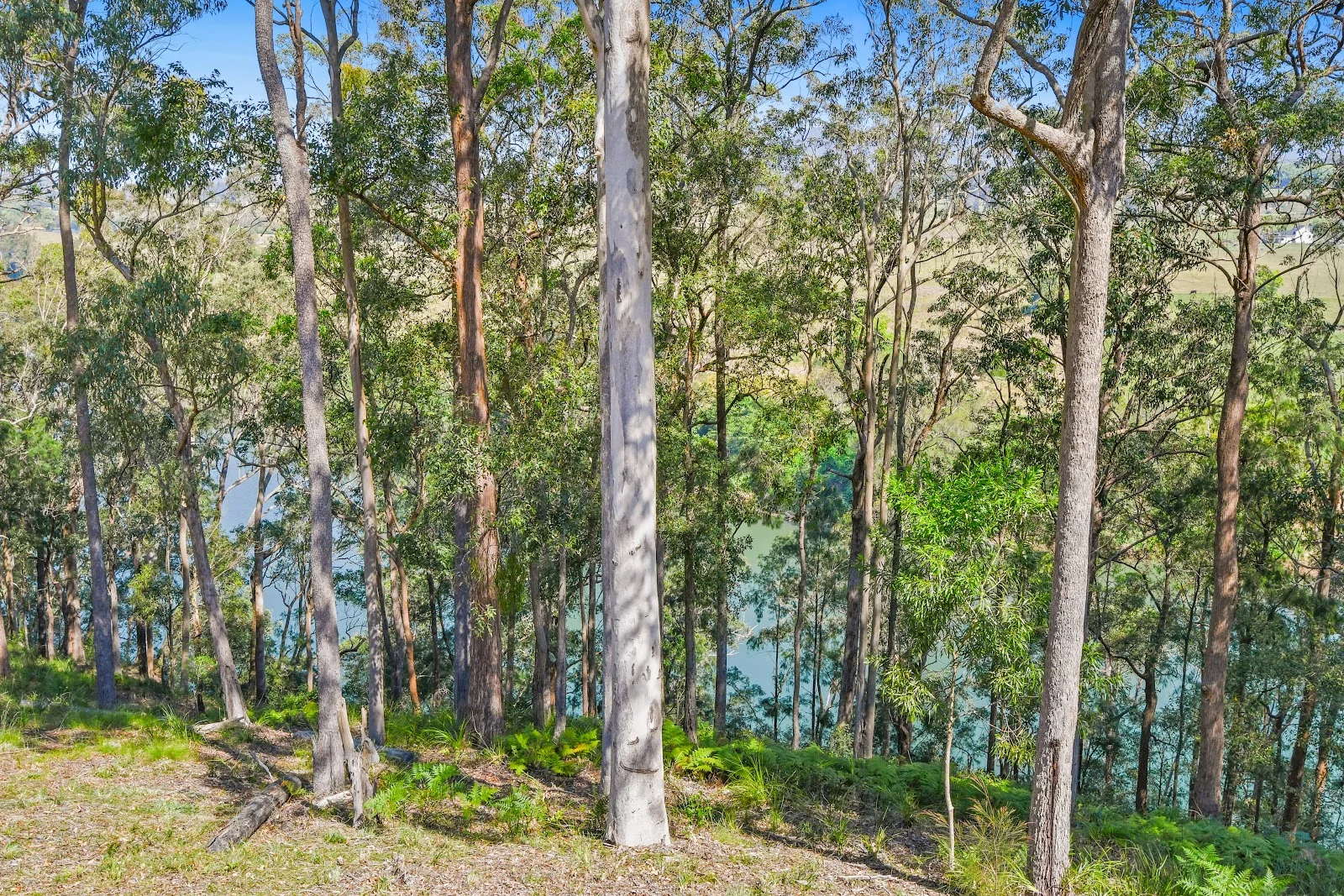 Additional image 41 of 345 Redbank Road, Redbank NSW 2446