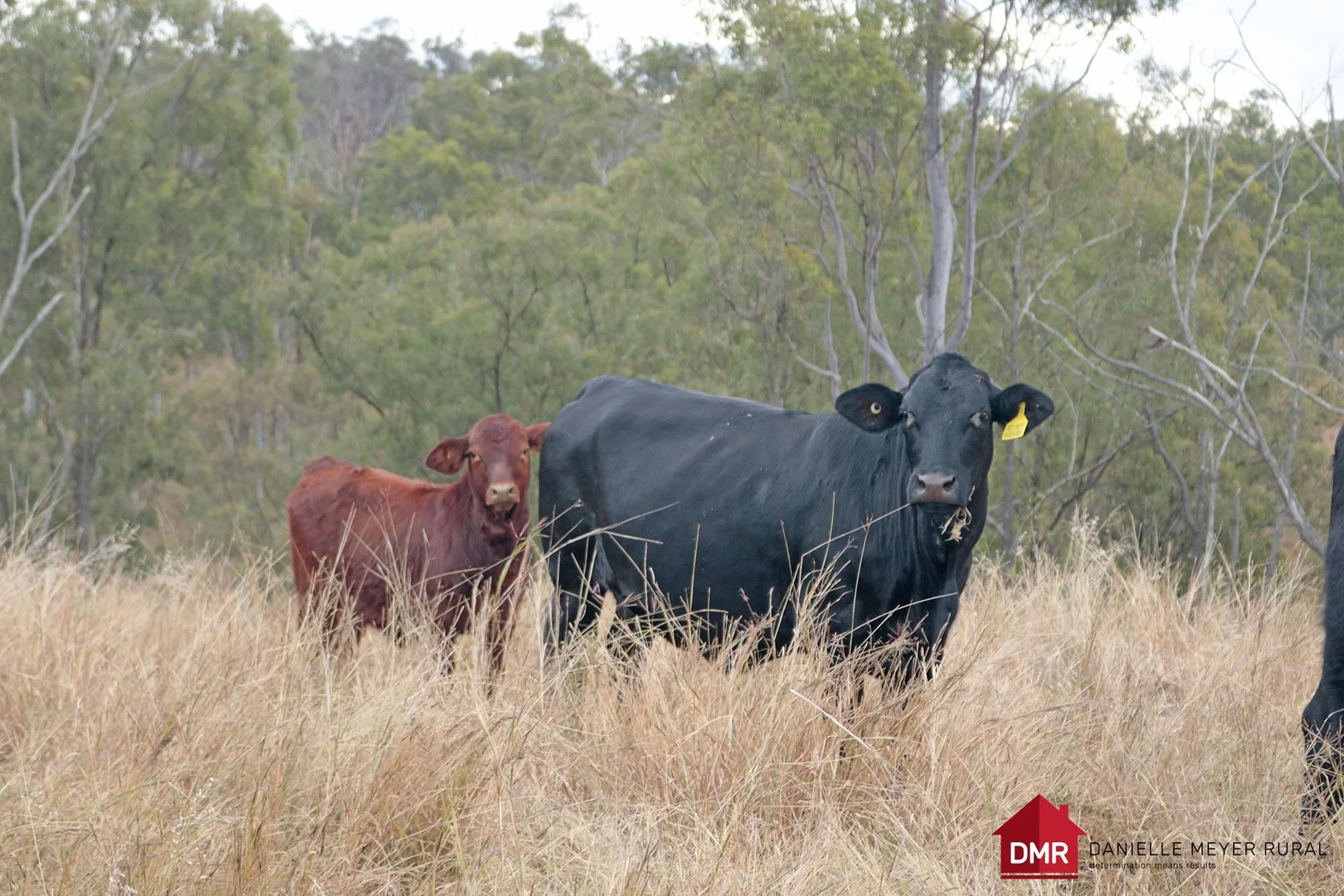 Additional image 2 of Lot 33-35 Bilboolan Road, Eidsvold QLD 4627