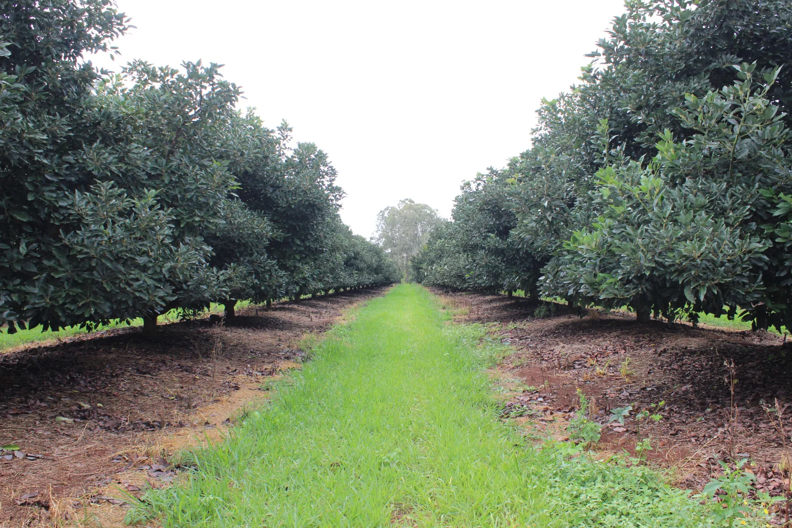 Additional image 11 of Tolga QLD 4882