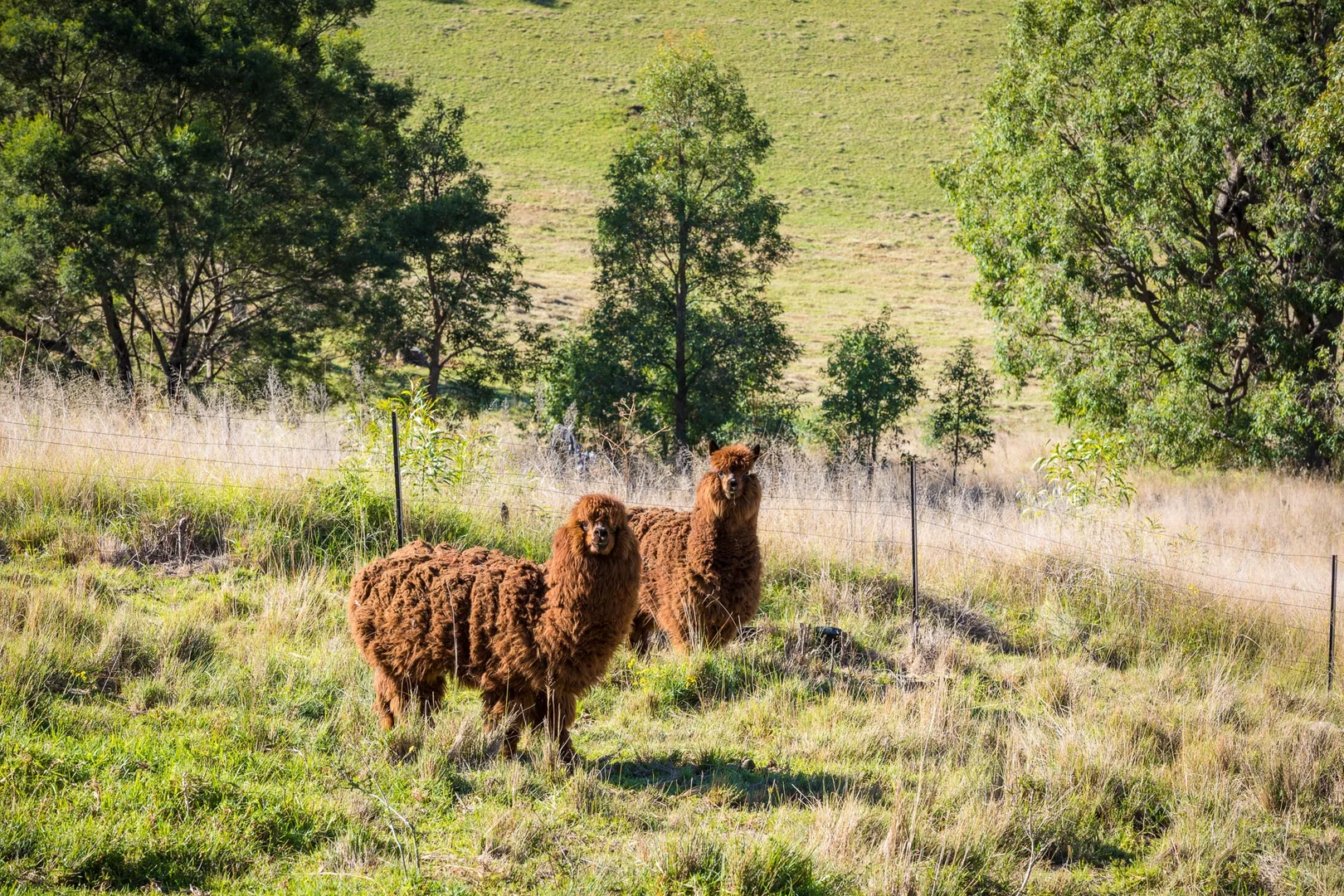 Additional image 6 of 136 Niagara Lane, Tantawangalo NSW 2550