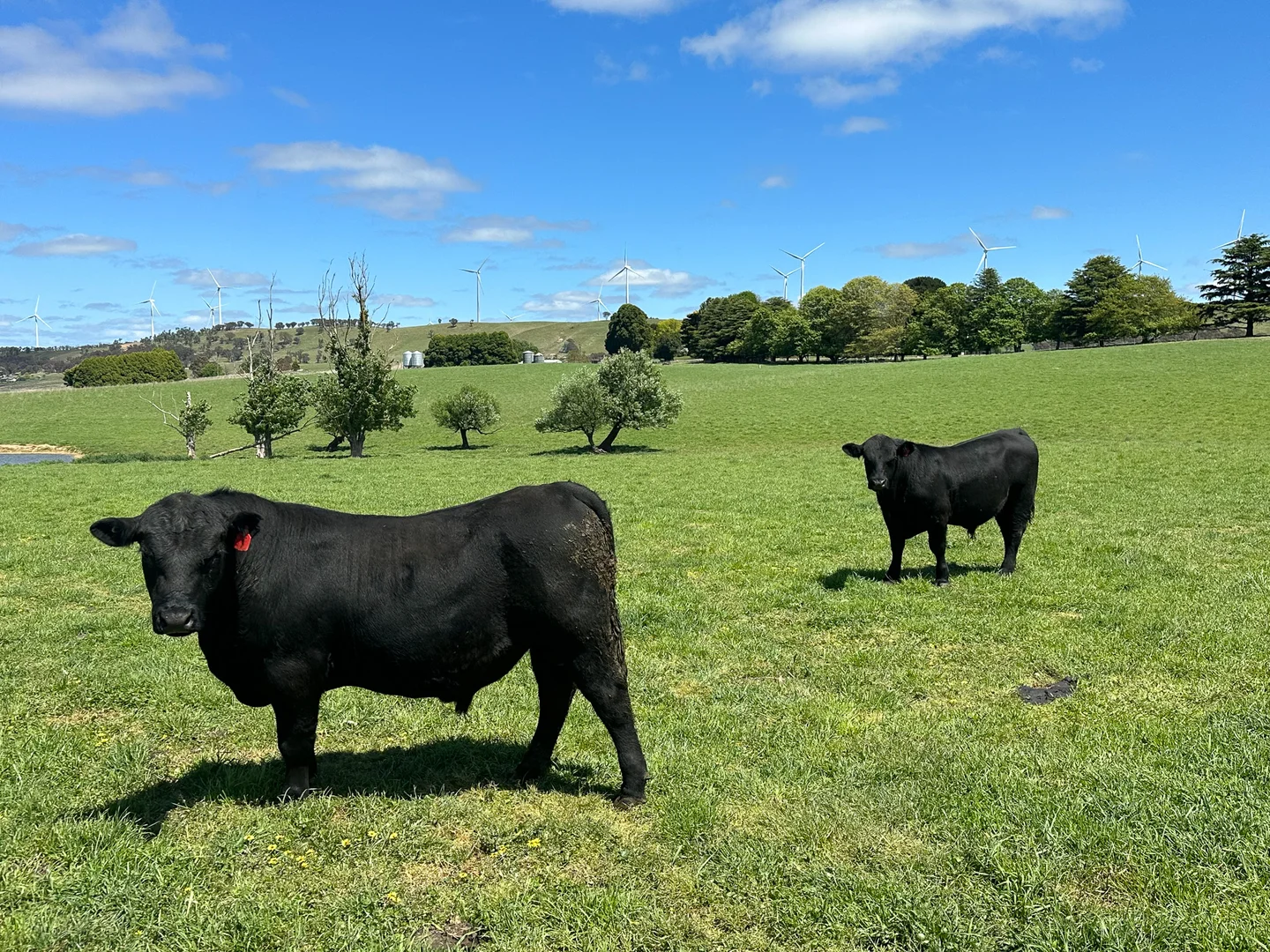 Additional image 14 of Gurrundah Road, Gunning NSW 2581