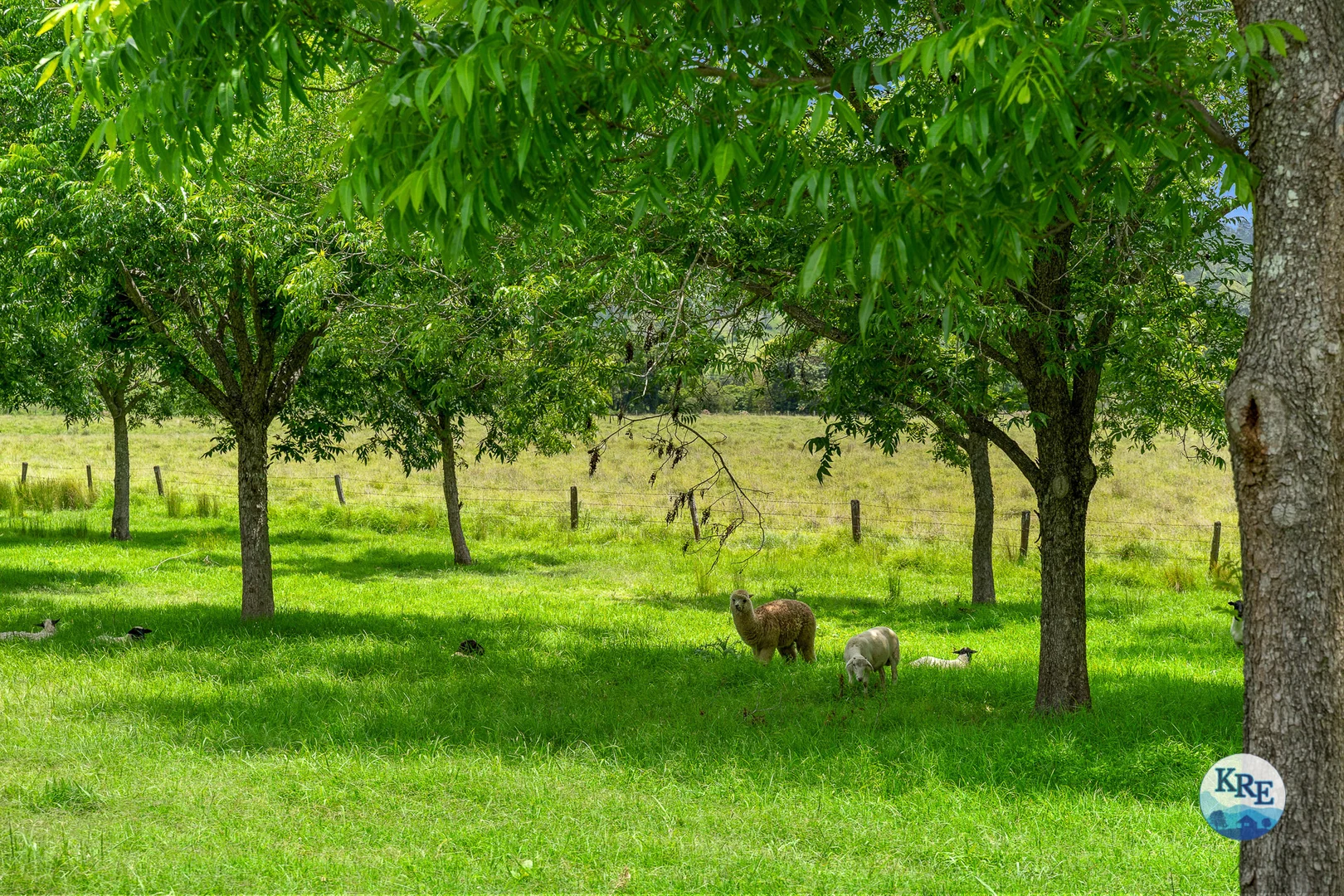 Additional image 24 of 139 Homestead Road, Kyogle NSW 2474