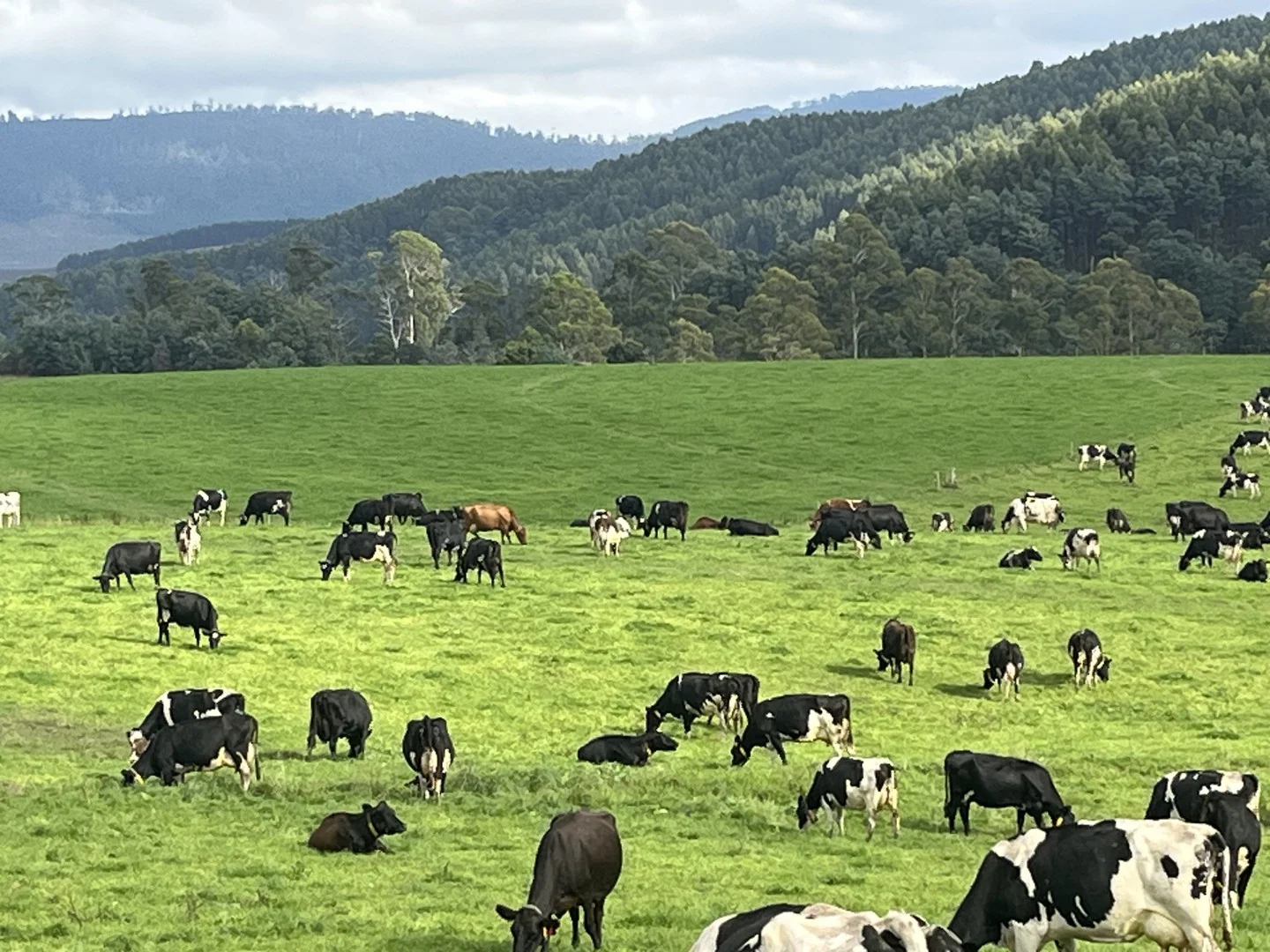 630 Ten Mile Track, Springfield TAS 7260