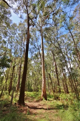 Additional image 8 of 2844 Mt Darragh Road, Wyndham NSW 2550