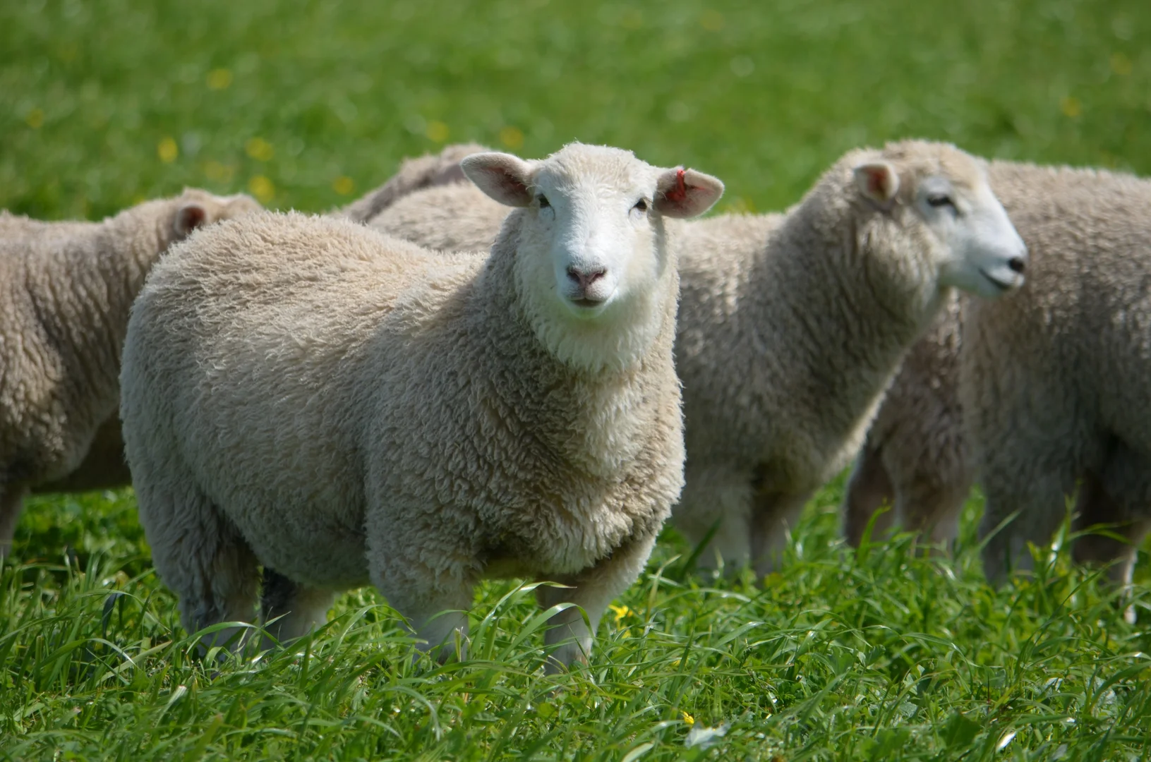 Additional image 3 of Sec 329 Tarcas Road, Frances SA 5262