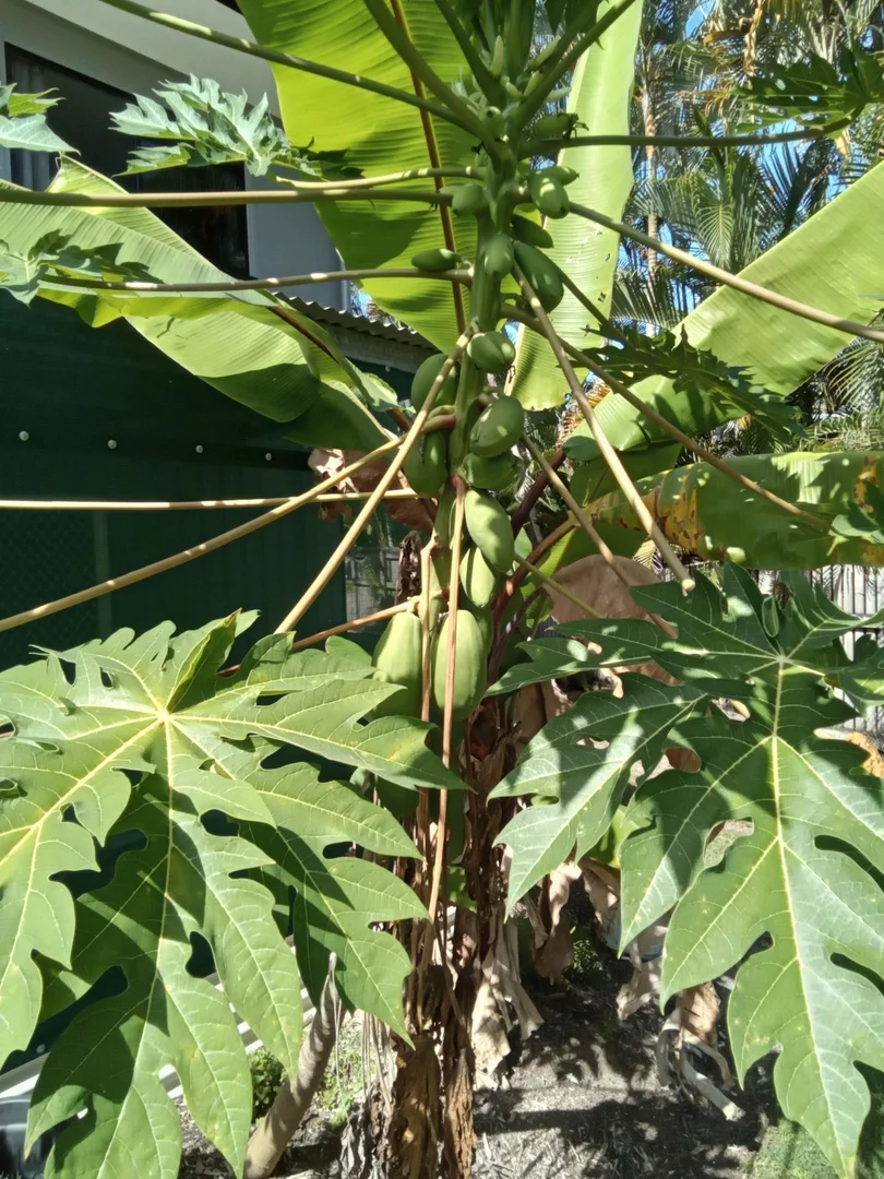 Additional image 14 of 7 Jamieson Street, Cardwell QLD 4849