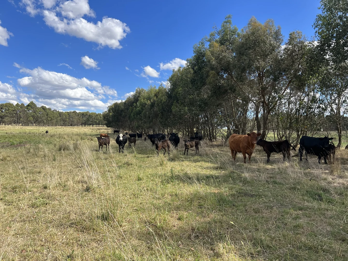 Additional image 27 of Lot 1 Mount Rae Road, Roslyn, Crookwell NSW 2583