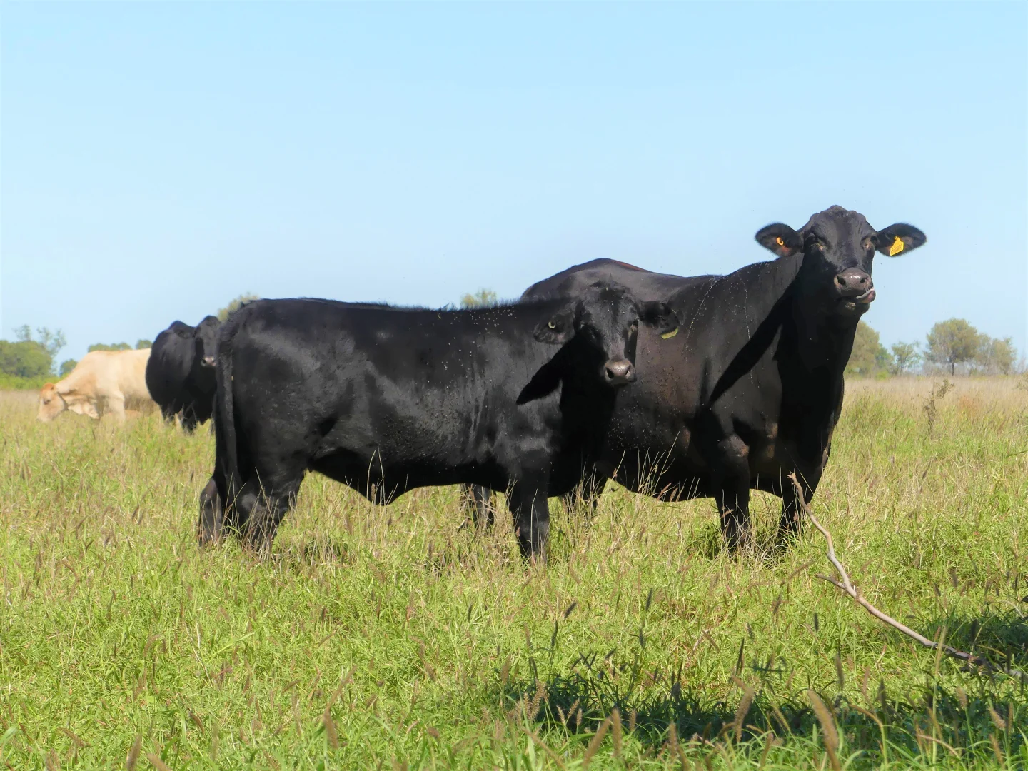 Additional image 15 of "Bonavista" 13724 Mitchell - St George road, Roma QLD 4455