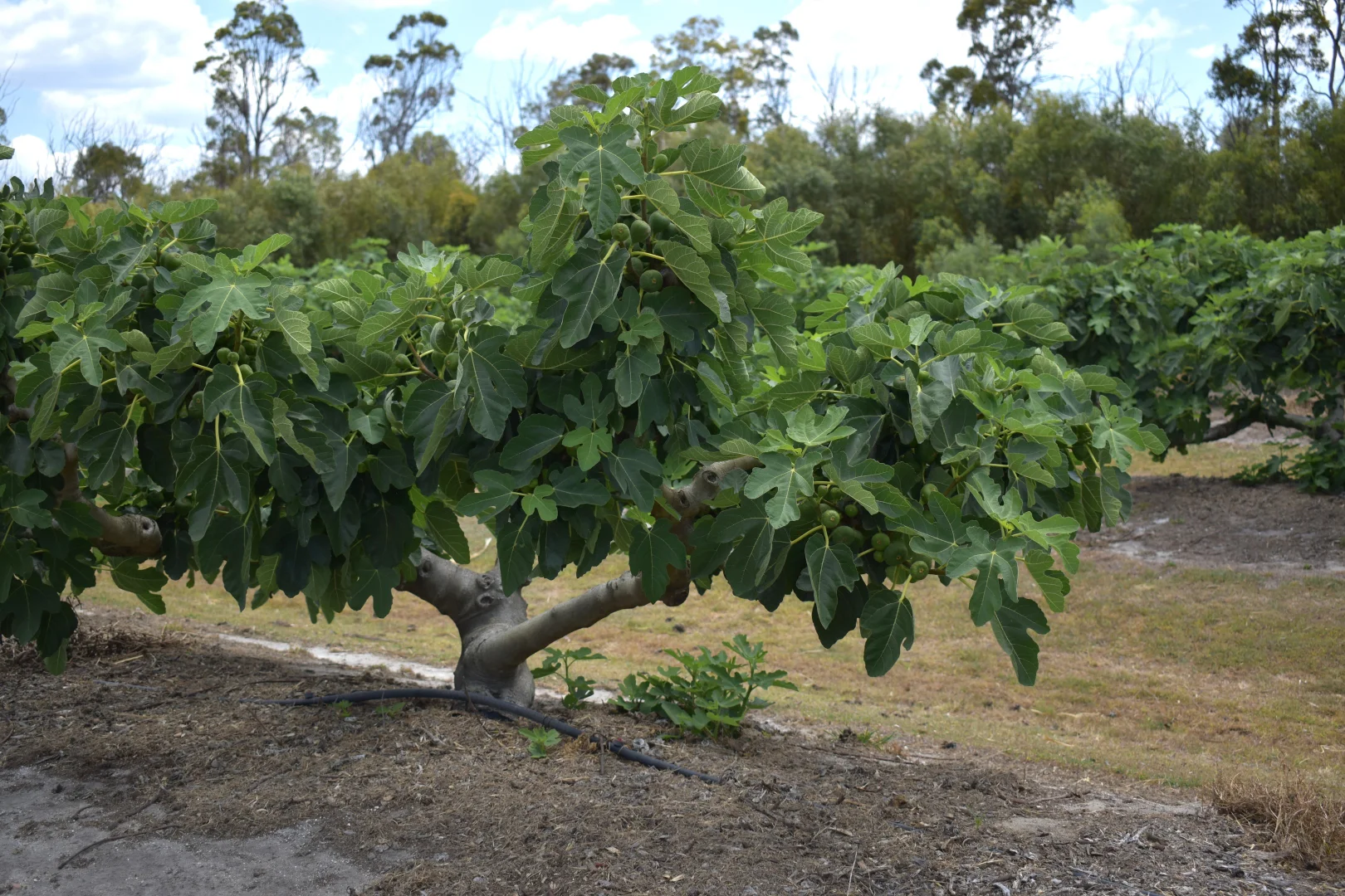 Additional image 9 of 135 Newlands Road, North Gregory QLD 4660