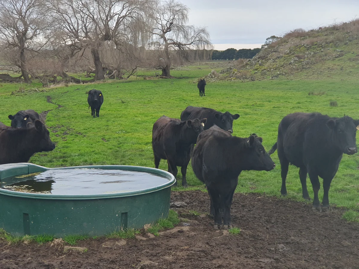 Additional image 5 of 546 Koallah Pomborneit Road, Koallah VIC 3260