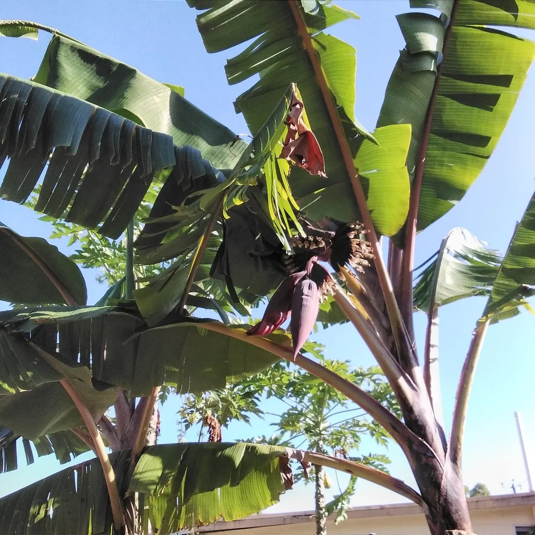 Additional image 15 of 7 Jamieson Street, Cardwell QLD 4849