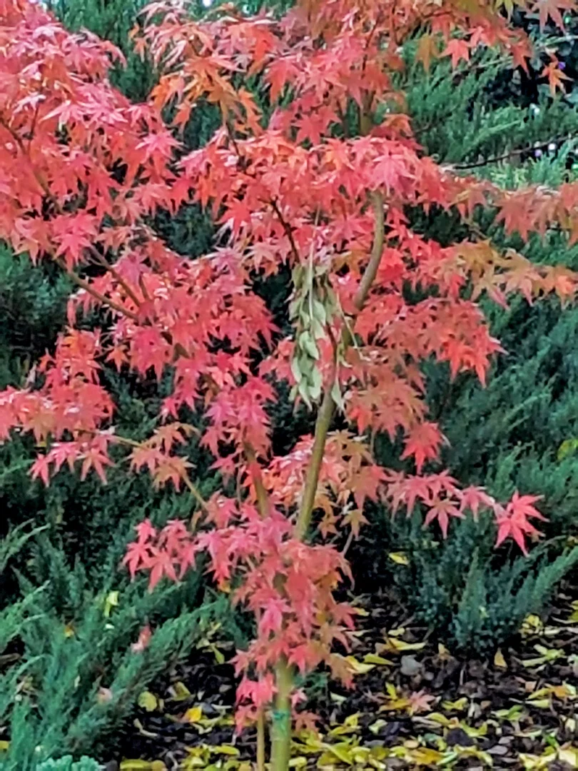 Additional image 21 of 4/54 Cloverdale Road, Tumut NSW 2720