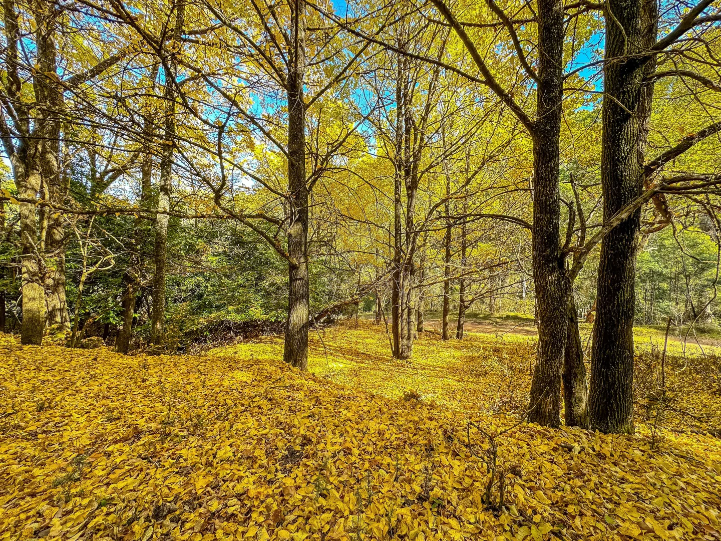 Additional image 3 of CA1/SEC 5 Buckland River Track, Buckland VIC 3740