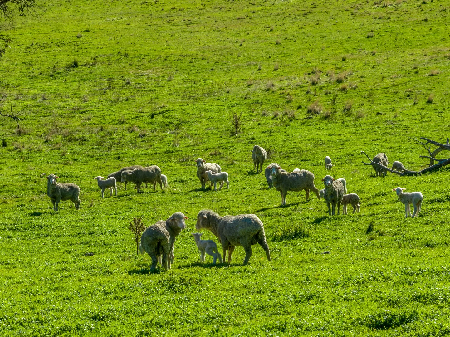 Additional image 6 of 2306 Bigga Road, Bigga NSW 2583