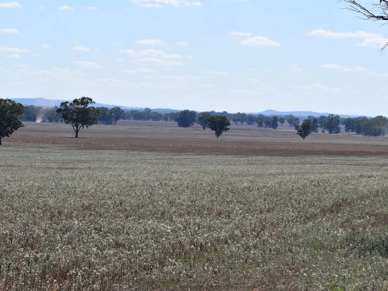 Additional image 11 of "Ben Hall Park" Yarrangong Road, Forbes NSW 2871