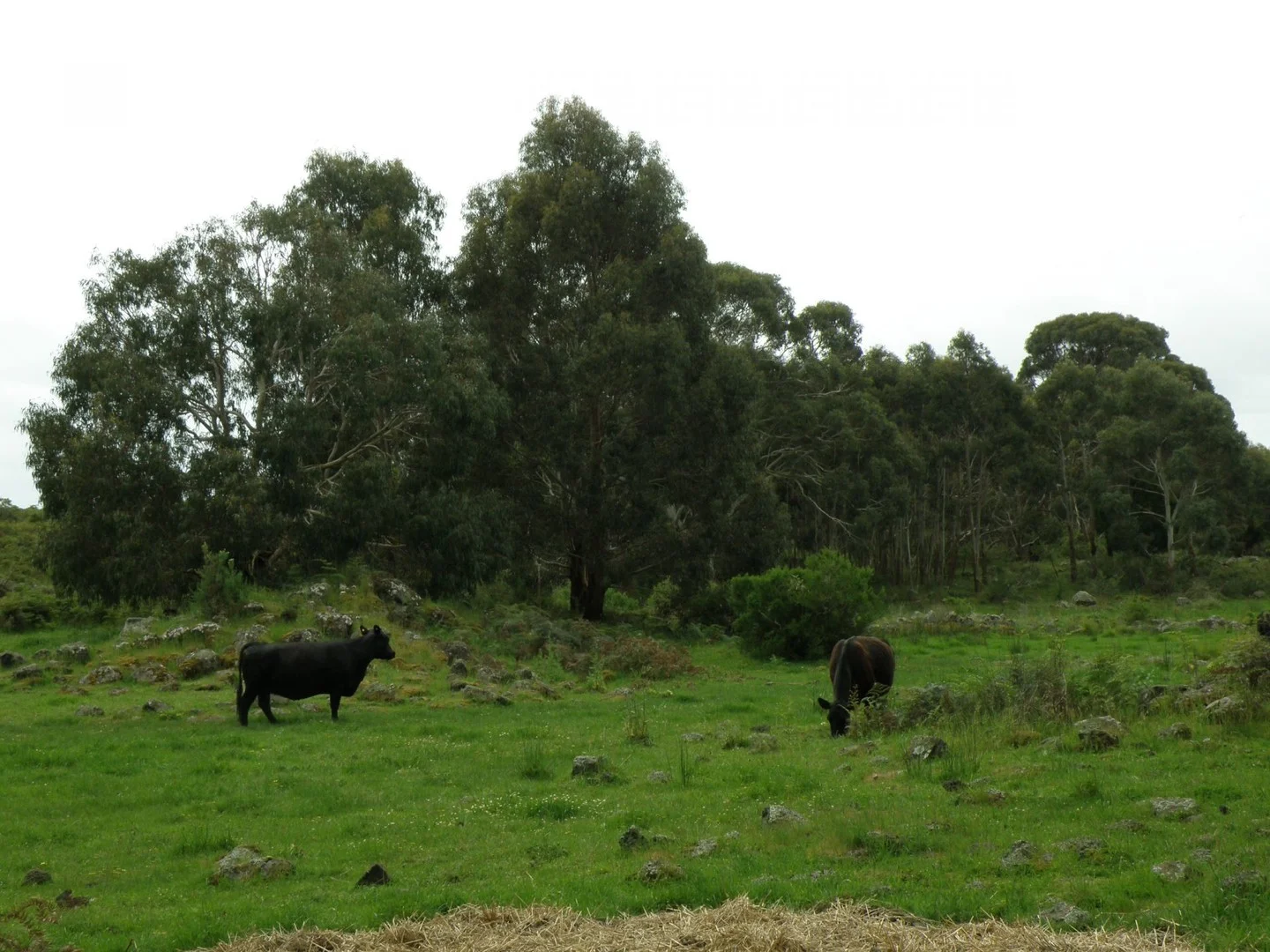 220 Harlocks Road, Pomborneit North VIC 3260