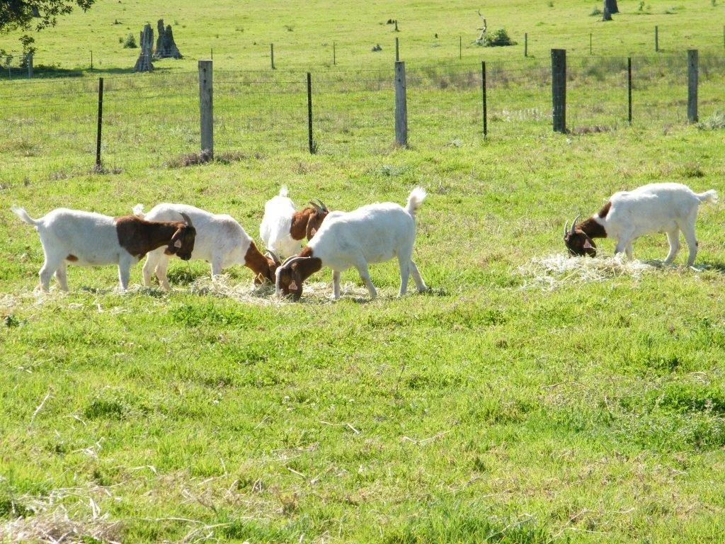 Additional image 37 of Woodford QLD 4514