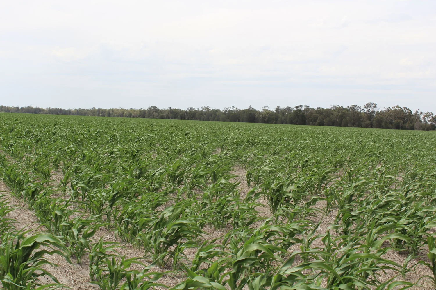 Additional image 2 of "Eralee" Croppa Creek, Moree NSW 2400