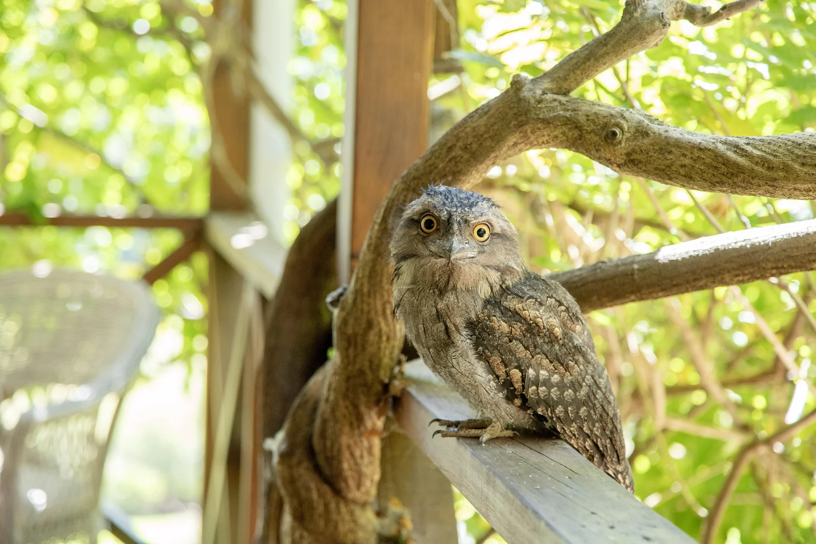 Additional image 33 of 1694 Comboyne Road, Killabakh NSW 2429