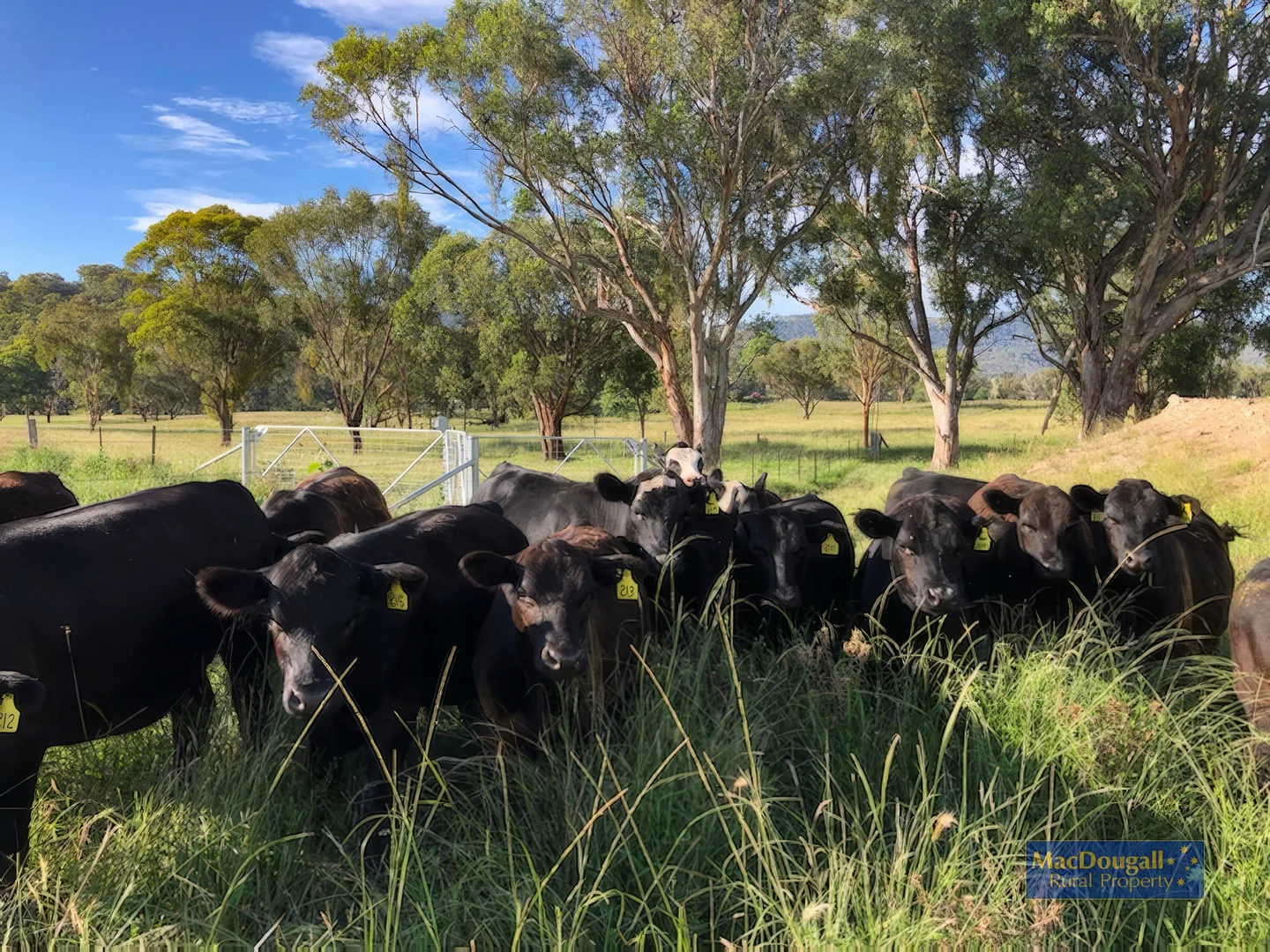 Additional image 27 of 384 Dry Creek Road, Georges Creek NSW 2365