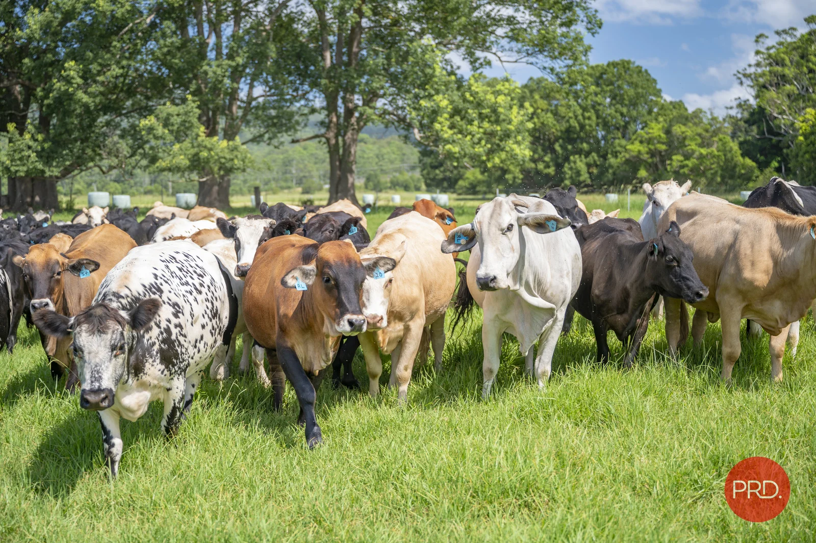 Additional image 27 of 441 Eastbank Road, Coramba NSW 2450