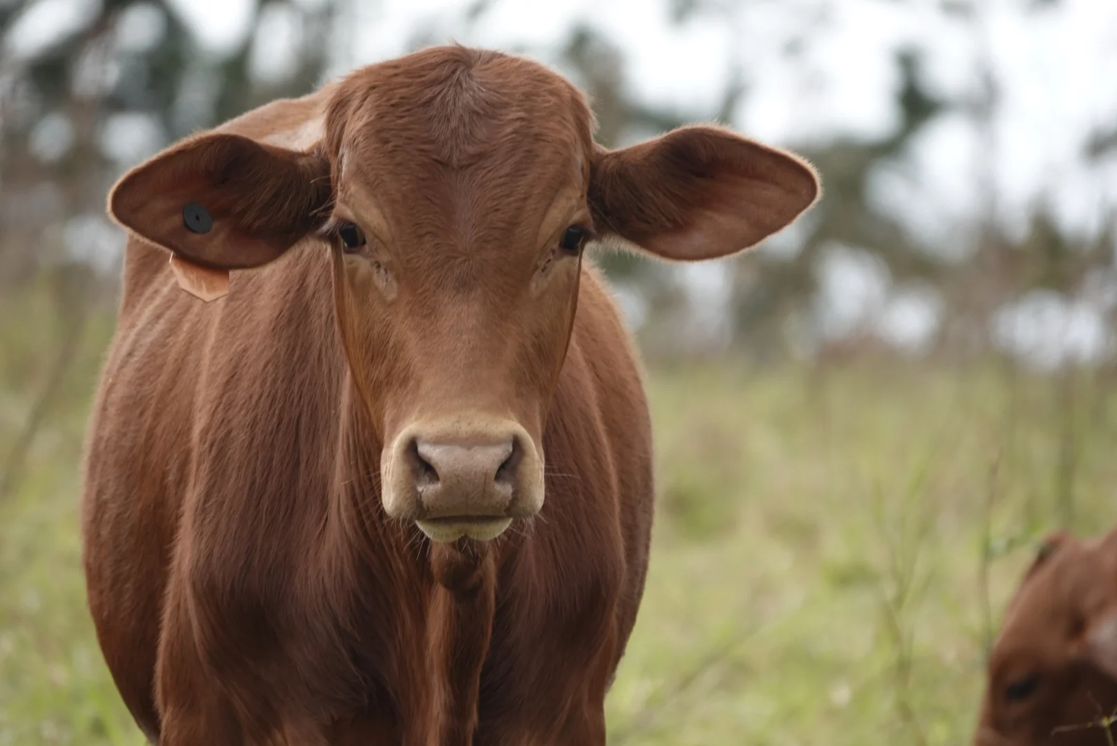 Additional image 48 of 1297 Mossman - Mt Molloy Rd, Julatten QLD 4871