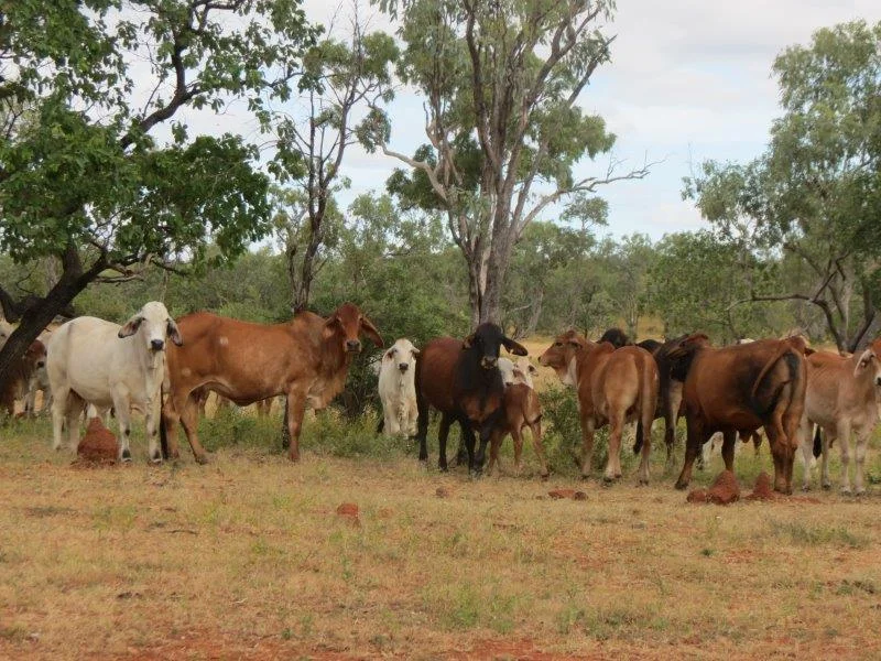 Additional image 33 of Van Lee Station, Mount Surprise QLD 4871