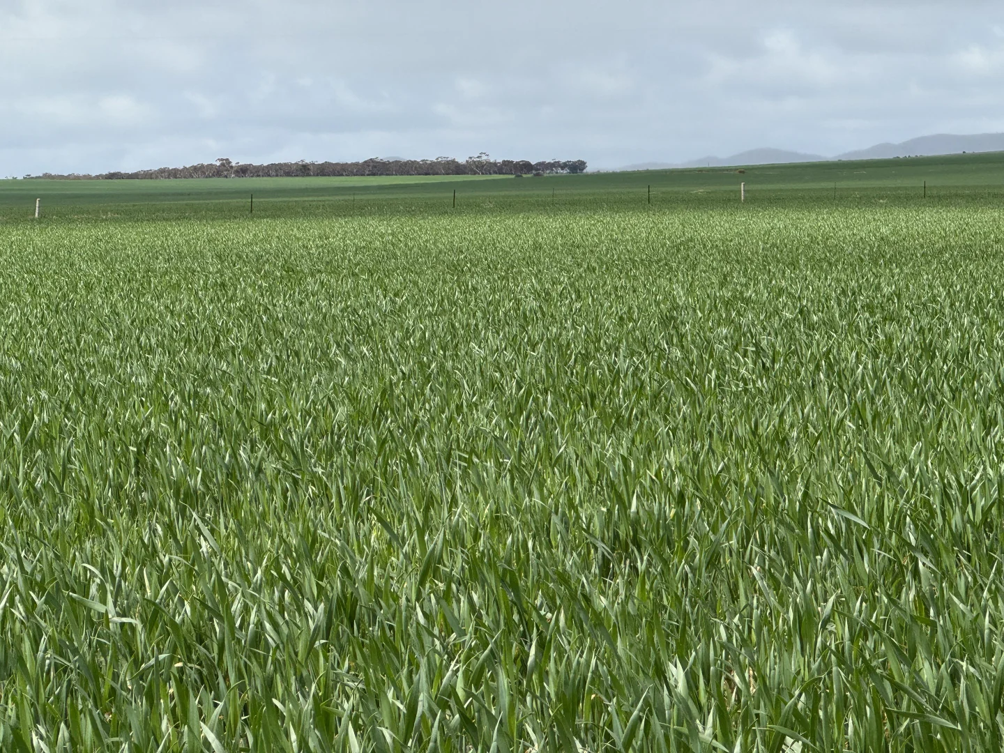 Additional image 10 of 434 Schmidt Road, Willowie SA 5431